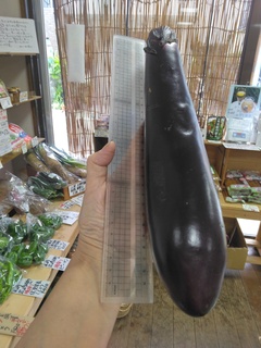 18日長茄子.jpg