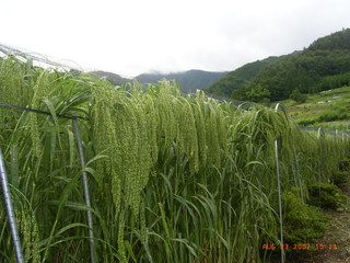 2007.8. 23  中川農園甲州トウモロコシの味 037.jpg