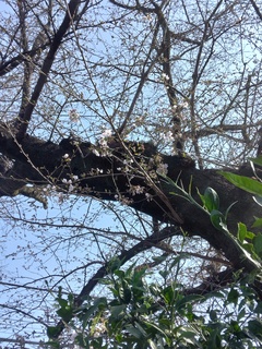 25日桜開花.jpg
