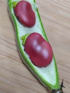 28日赤そら豆の実.jpg