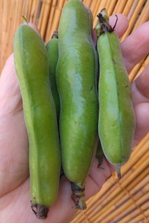 28日赤そら豆鞘.jpg