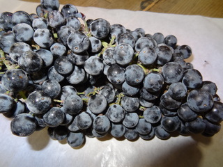 DSC00037 (1).JPG