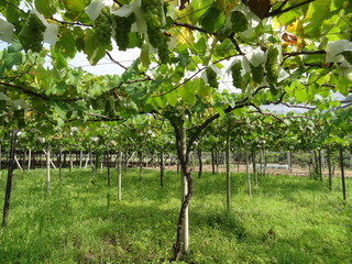 DSC02234.JPG
