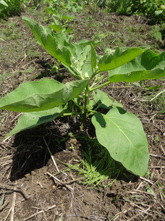 DSC03134.JPG