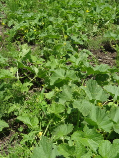 DSC03137.JPG