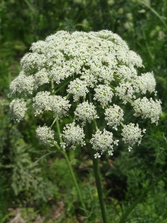 DSC03138.JPG