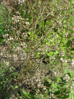 DSC03140.JPG