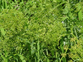 DSC03142.JPG
