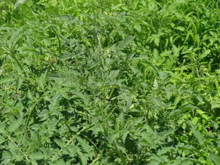 DSC03143.JPG
