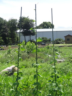 DSC03152.JPG