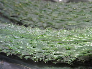 DSC04252.JPG