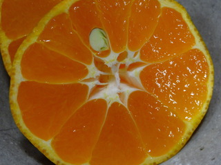 DSC05003.JPG