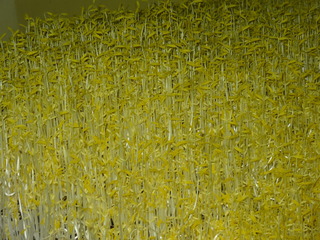 DSC05401.JPG