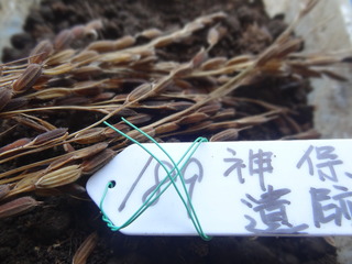 DSC05553.JPG