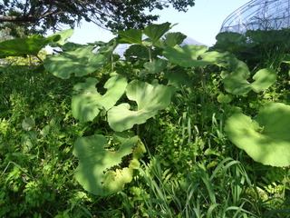 DSC05567.JPG
