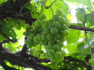 DSC05899.JPG