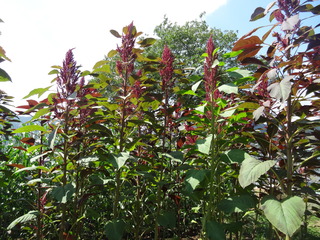 DSC05971.JPG