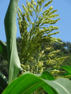DSC05975.JPG