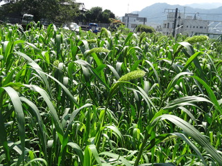 DSC05977.JPG