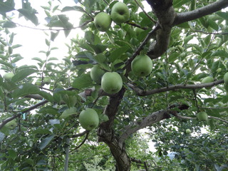 DSC06010.JPG