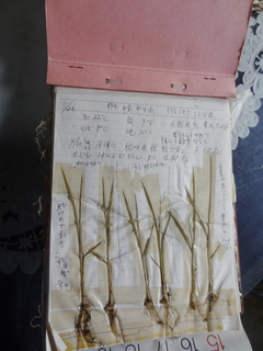 DSC06074.JPG