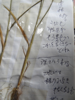 DSC06076.JPG