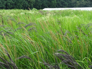 DSC06089.JPG