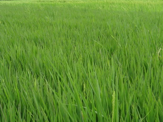 DSC06116.JPG