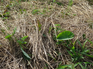 DSC06137.JPG