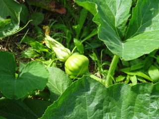 DSC06141.JPG