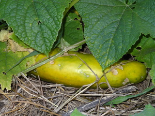 DSC06154.JPG