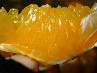 DSC06824.JPG