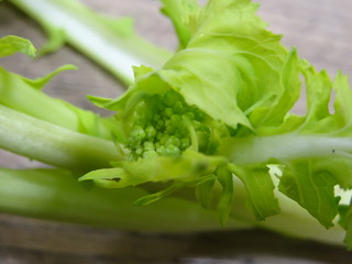 DSC07027.JPG