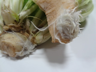 DSC07030.JPG