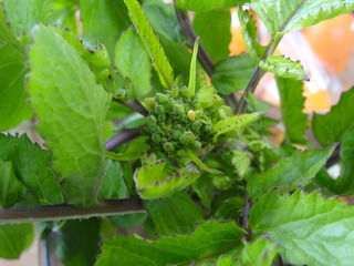 DSC07031.JPG