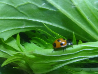 DSC07247.JPG