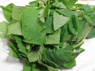 DSC07457.JPG
