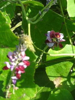 DSC07522.JPG