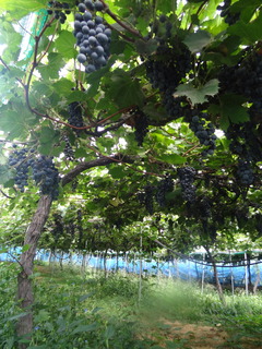 DSC07627.JPG