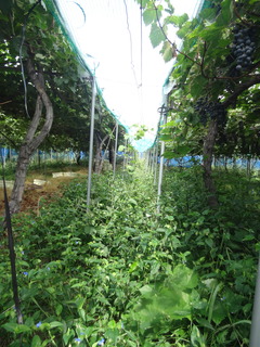 DSC07628.JPG