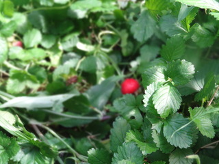 DSC07630.JPG