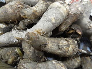 DSC07686.JPG
