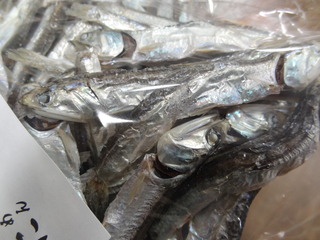 DSC08088.JPG