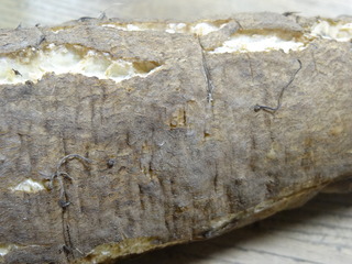 DSC08334.JPG