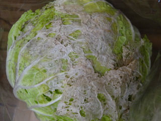 DSC08358.JPG