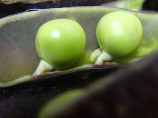 DSC08704.JPG