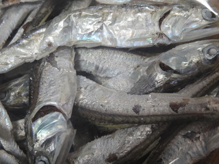 DSC08780.JPG