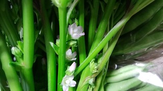 おかのりの花 (2).jpg