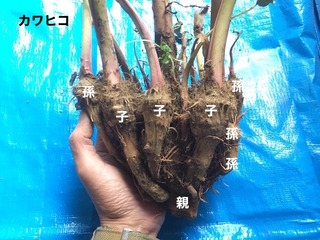 かわひこかぶ.jpg