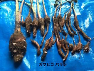 かわひこかぶばらし.jpg